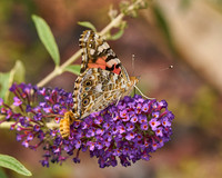 Butterflies_2