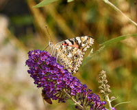 Butterflies_1