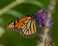 Butterflies_6