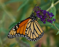 Butterflies_7