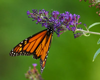 Butterflies_8