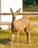 Deer_1