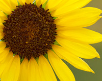 Sunflower_1