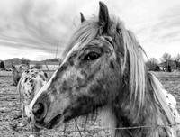 Horse1