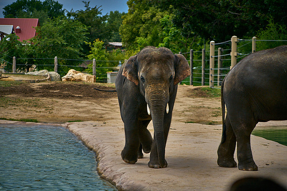 Elephant5