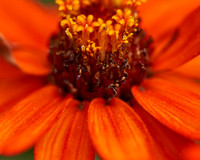 OrangeFlower2_DSC5249