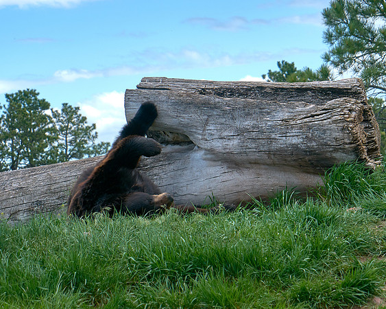 Bear