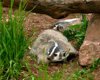 Badger1
