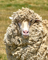 Sheep1