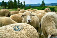 Sheep2