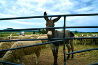 Sheep4