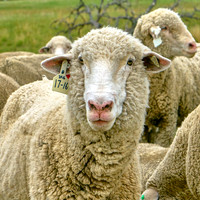 Sheep3