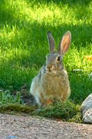 Rabbit2