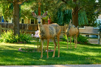 Deer3