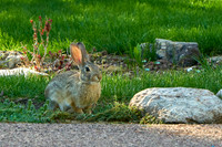 Rabbit3