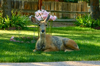 Deer2