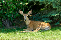 Deer1