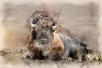 Bison2