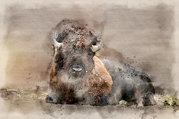 Bison2