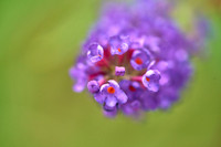 Flower1