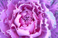 Flower3