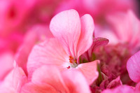 Macro