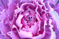 Flower4