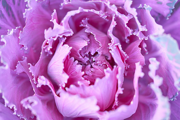 Flower4