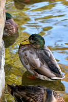 Duck1