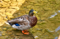 Duck2
