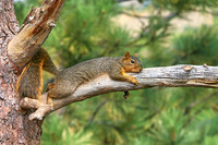 Squirrel1