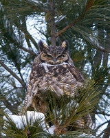 Owl4