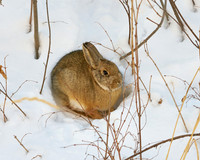 Rabbit1