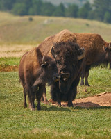 Buffalo29_DSC8855