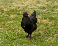 Chicken1_DSC7439