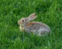 Rabbit5_DSC8800