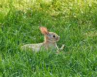 Rabbit4_DSC8795