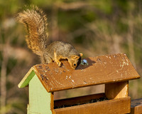 Squirrel6_DSC7417