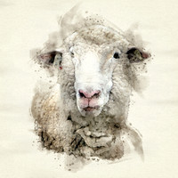 SheepY