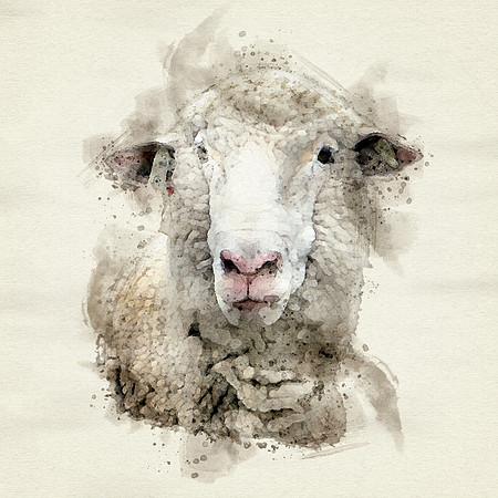 SheepY