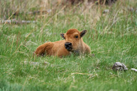 Buffalo_1010