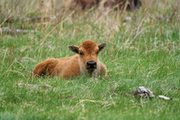 Buffalo_1009