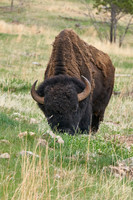 Buffalo_1005