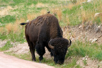 Buffalo_1007