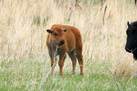 Buffalo_1008