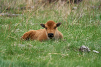 Buffalo_1011