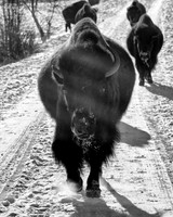 Buffalo_1012