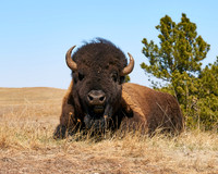 Wildlife