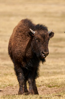 Buffalo_1002