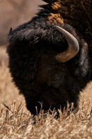 Buffalo_1003